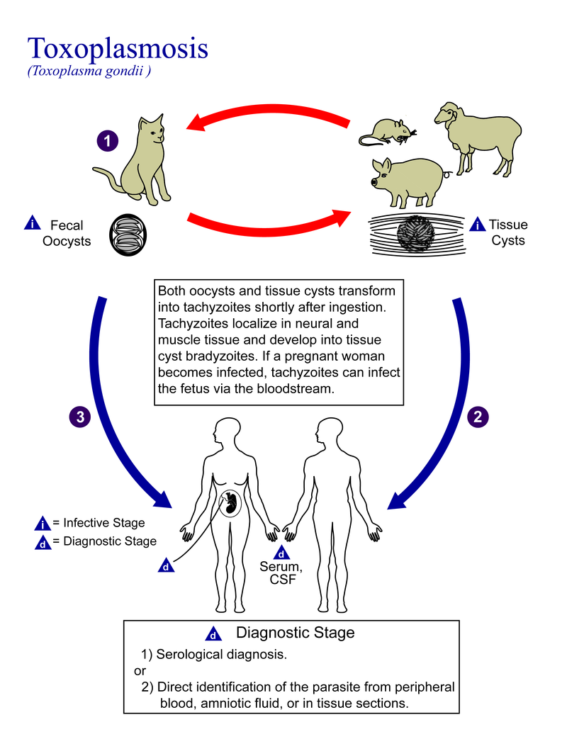 Illustration for article titled EE.UU. compró durante años cientos de gatos y perros para alimentar a otros gatos como parte de un estudio